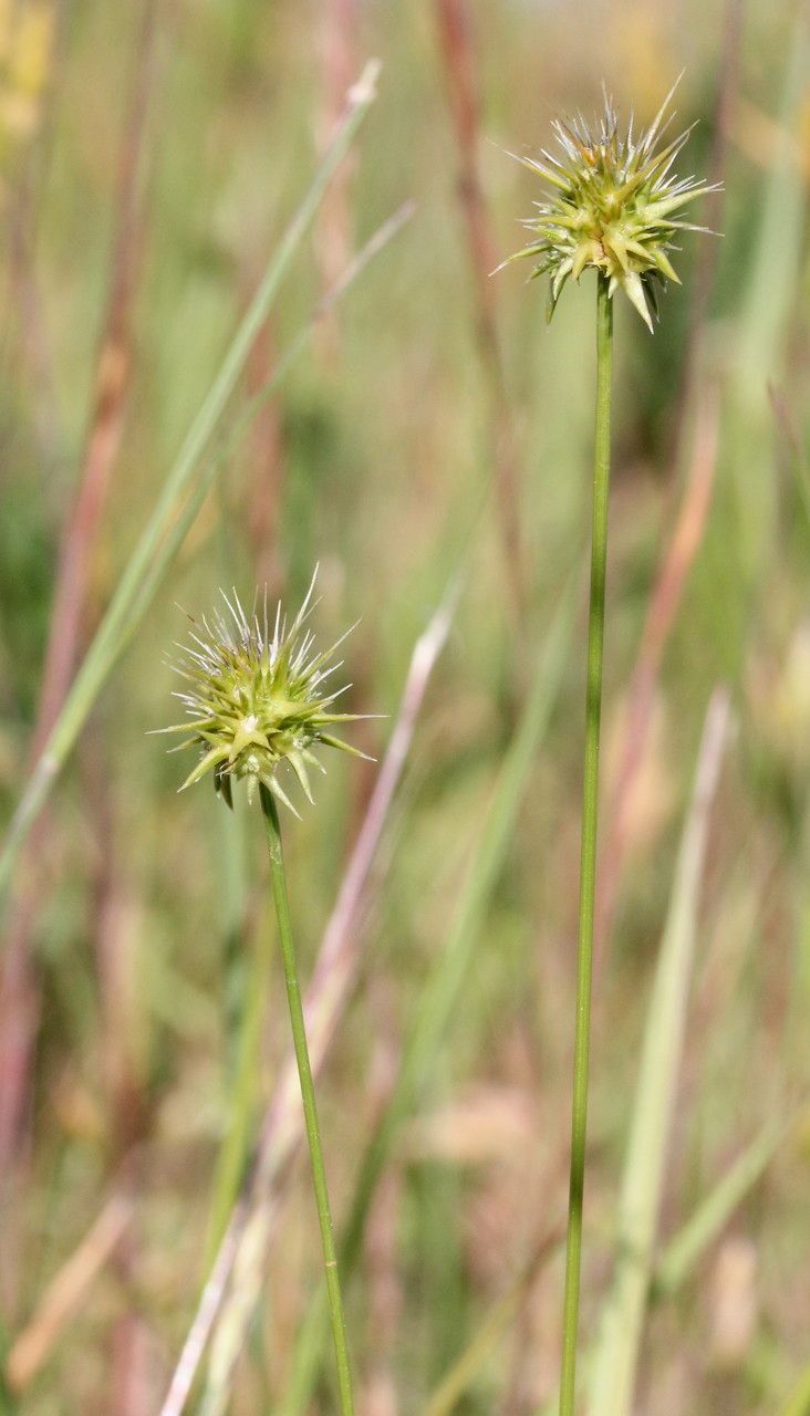 Taken Jun 5, 2014 by Tela Botanica − Marie PORTAS (cc-by-sa)