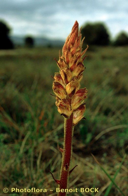 Taken Apr 15, 1998 by Photoflora - Benoit BOCK (©)