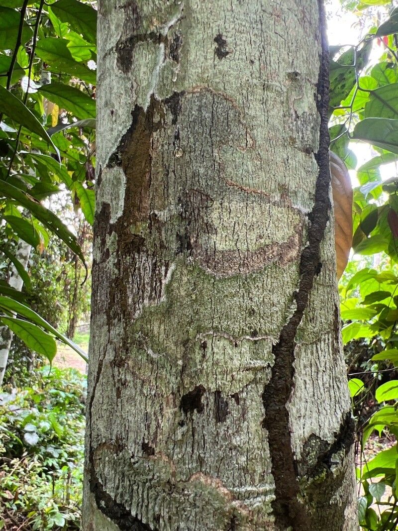 Diospyros crassiflora Hiern, Ébano (World flora) - Pl@ntNet identify