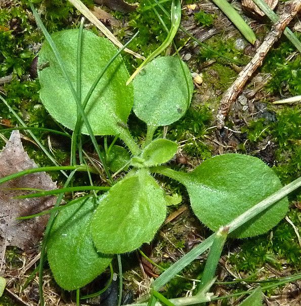 Tall fleabane