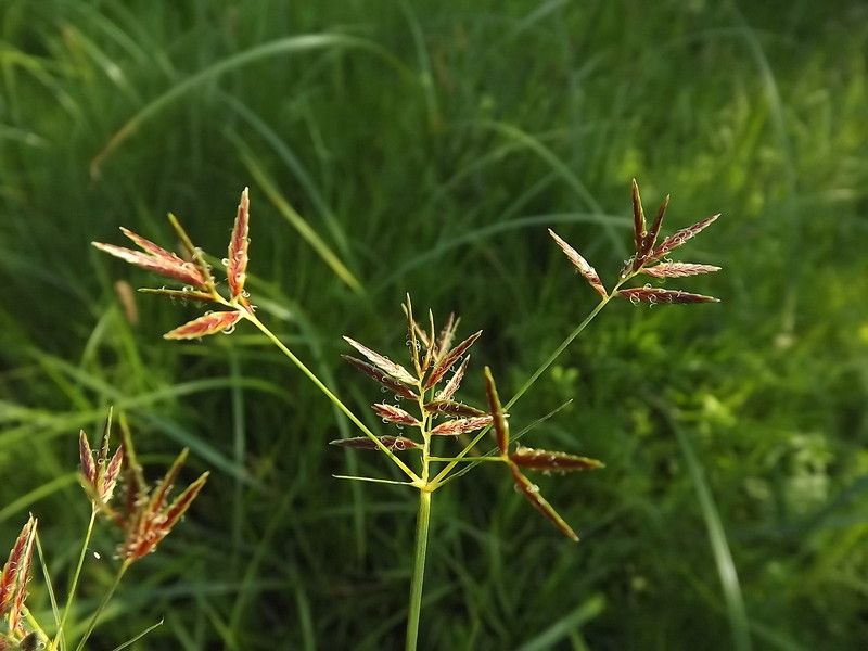 Taken Jul 18, 2013 by Tela Botanica − Florent Beck (cc-by-sa)