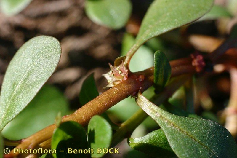 Taken Oct 15, 2005 by Photoflora - Benoit BOCK (©)