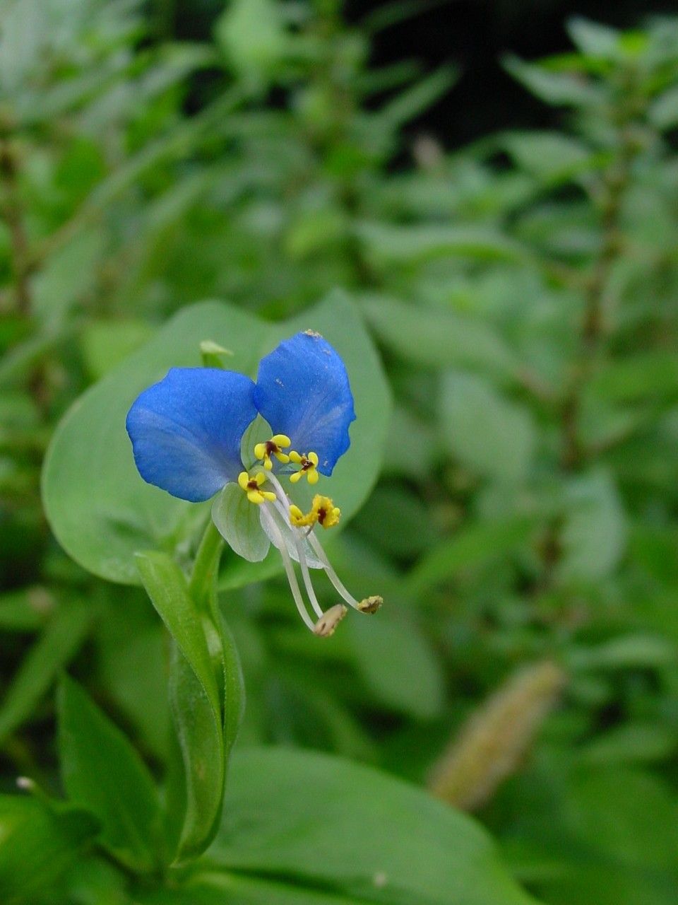 Commelina coelestis Willd., Blue-spiderwort (World flora) - Pl@ntNet ...