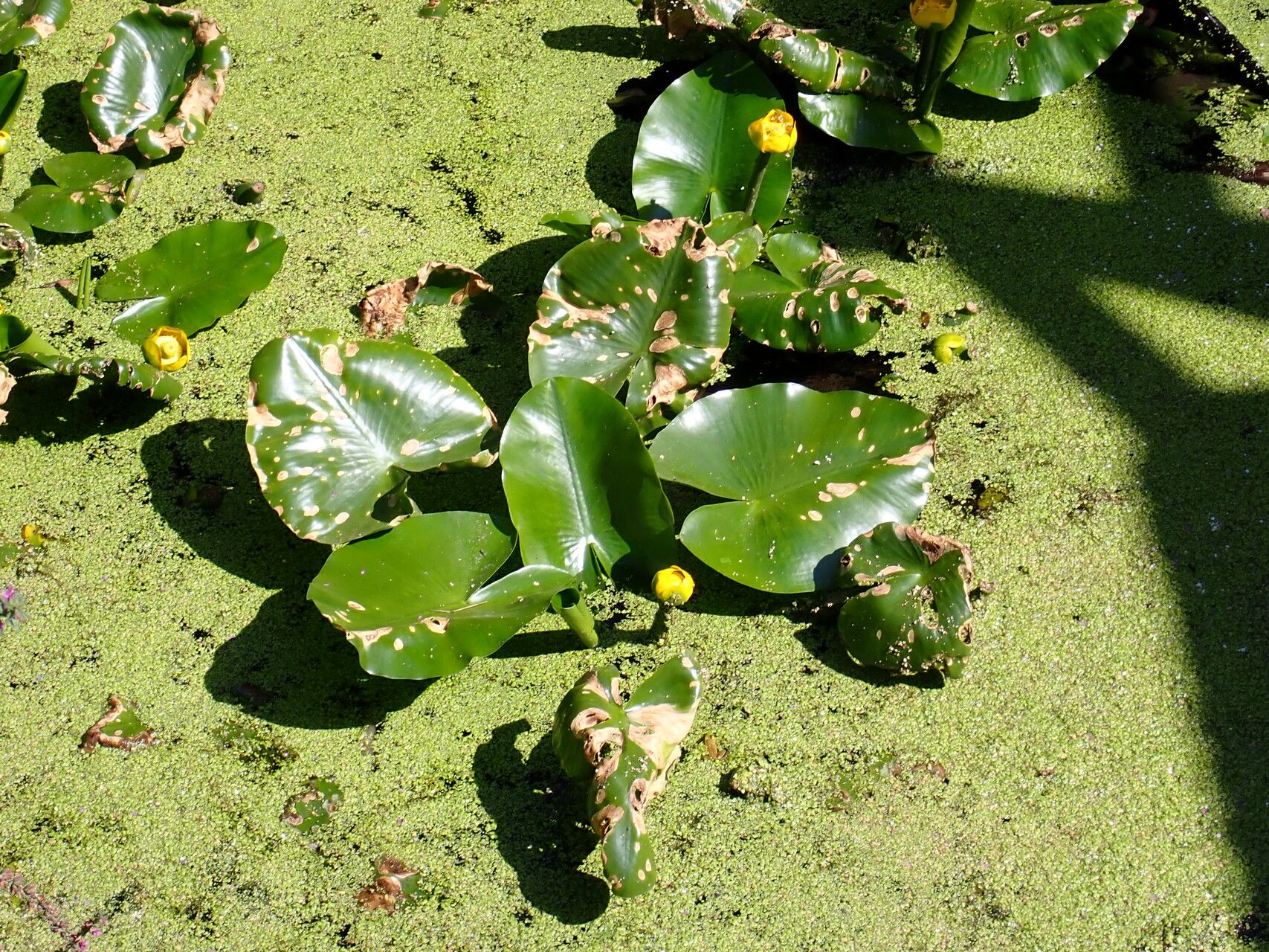 Yellow-water-lily