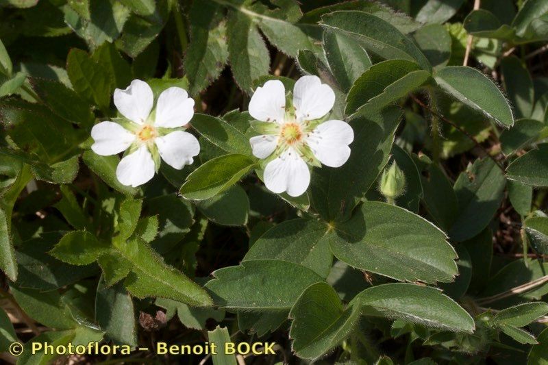 Taken Mar 15, 2019 by Photoflora - Benoit BOCK (©)