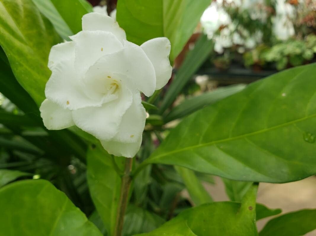 Jasminum sambac (L.) Aiton, Arabian jasmine (World flora) - Pl@ntNet  identify