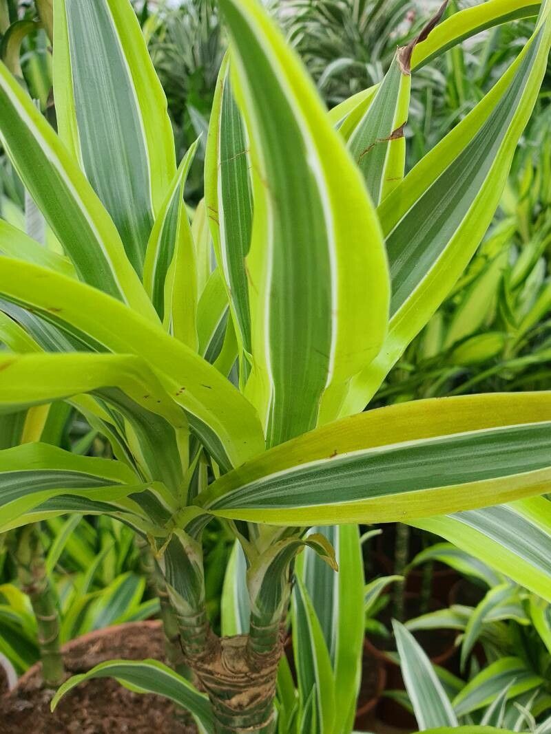 Observation: Dracaena Vand. ex L. (annemarieah Jan 31, 2023) World ...