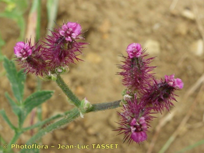 Taken Aug 15, 2011 by Photoflora - Jean-Luc TASSET (©)