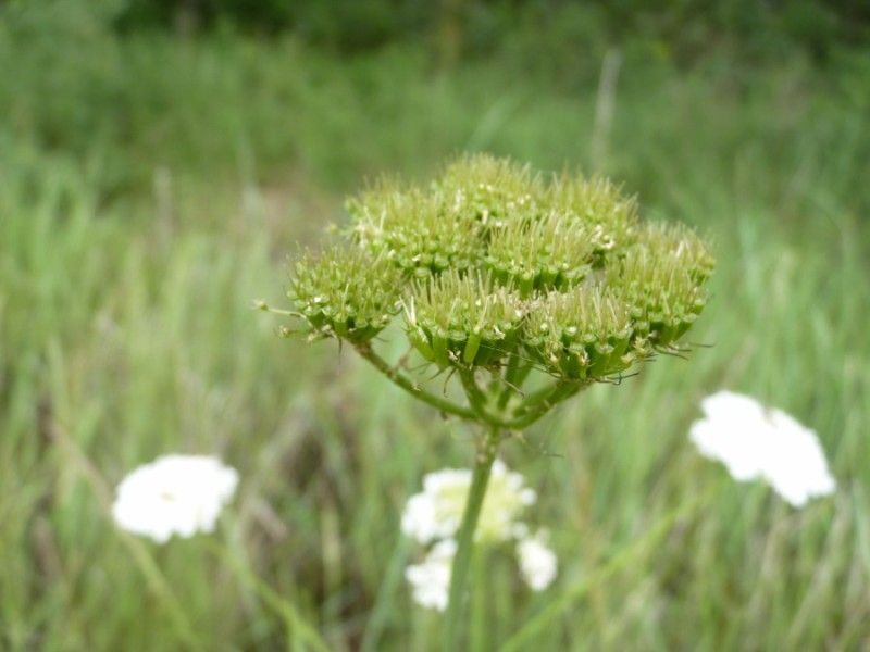 Taken Jun 11, 2010 by Tela Botanica − Mathieu MENAND (cc-by-sa)