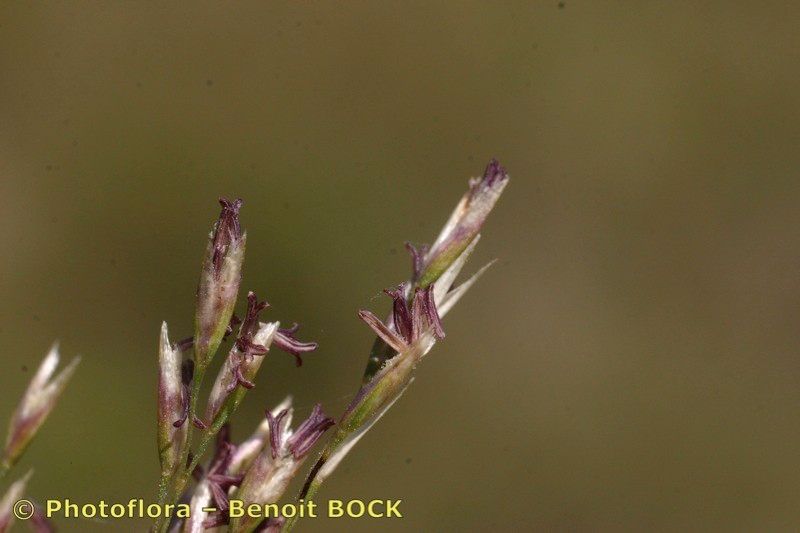 Taken Jul 15, 2005 by Photoflora - Benoit BOCK (©)