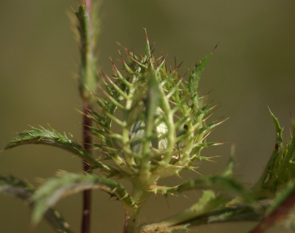 Taken Apr 26, 2010 by Tela Botanica − Liliane Roubaudi (cc-by-sa)