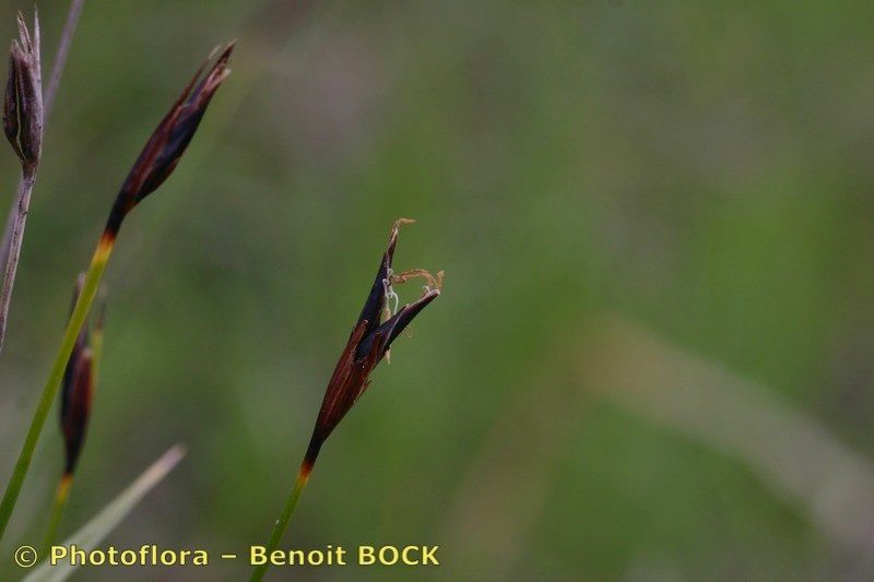 Taken Aug 15, 2005 by Photoflora - Benoit BOCK (©)