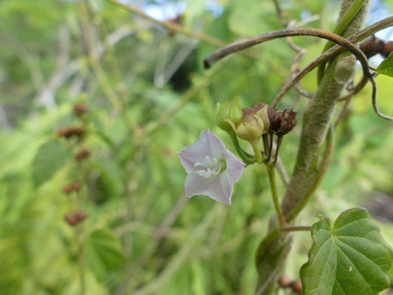 Jacquemontia paniculata (Burm.f.) Hallier f. (Comoro Islands) - Pl ...