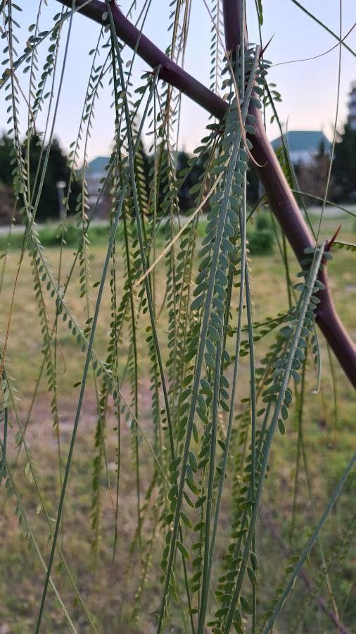 Observation Parkinsonia Aculeata L Emanuel Apr 3 2021 Useful Plants Pl Ntnet Identify