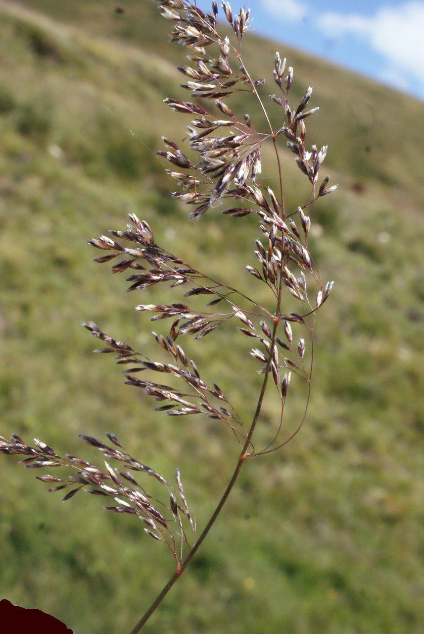 Taken Aug 21, 2014 by Tela Botanica − Liliane Roubaudi (cc-by-sa)