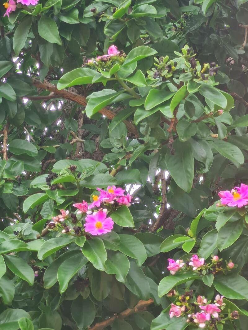 Pereskia grandifolia Flor