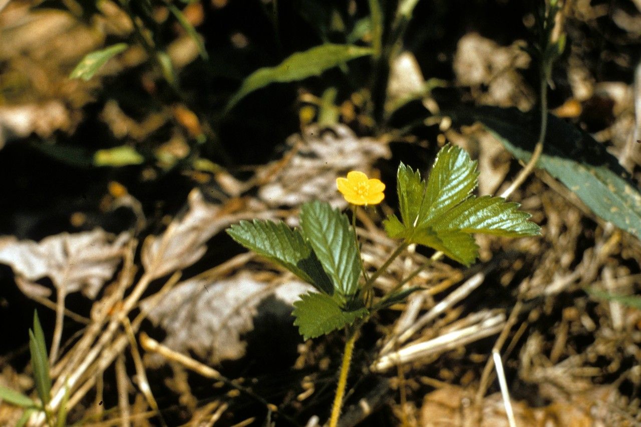 Taken Jan 1, 1900 by EOL − WVU Herbarium (cc-by-nc-sa)