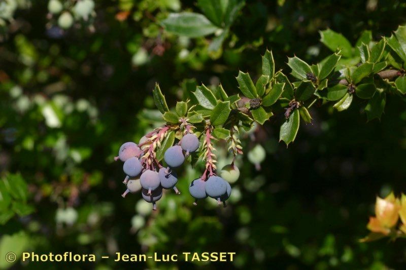 Taken Aug 15, 2005 by Photoflora - Jean-Luc TASSET (©)