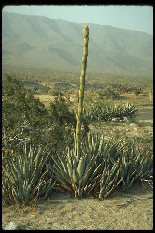 Taken Feb 24, 1999 by EOL − J. E.(Jed) and Bonnie McClellan (cc-by-nc-sa)