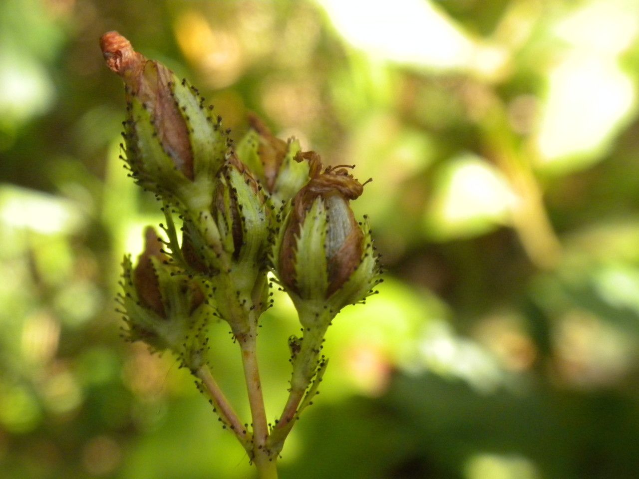 Taken Jul 30, 2013 by Tela Botanica − Daniel CAHEN (cc-by-sa)