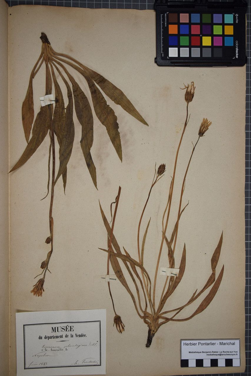 Taken May 31, 1883 by Tela Botanica − Herbier PONTARLIER-MARICHAL (cc-by-sa)