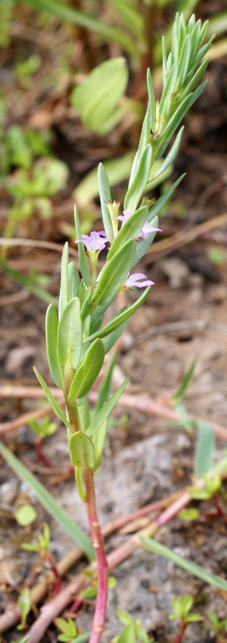 Taken May 14, 2016 by Tela Botanica − Liliane ROUBAUDI (cc-by-sa)