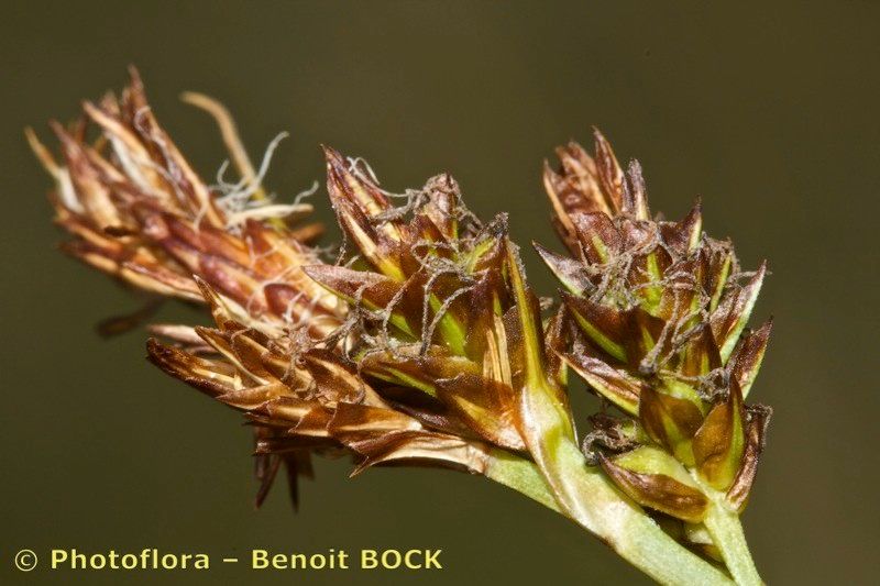 Taken Jul 15, 2014 by Photoflora - Benoit BOCK (©)