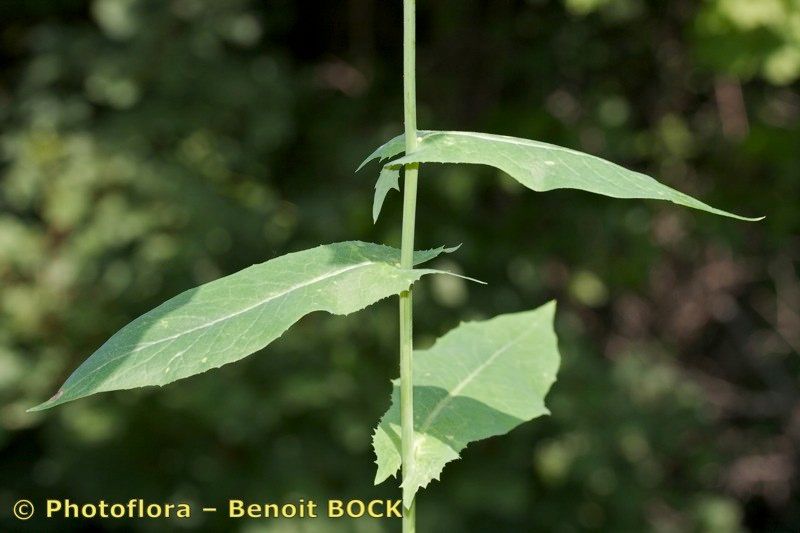 Taken Jul 15, 2008 by Photoflora - Benoit BOCK (©)