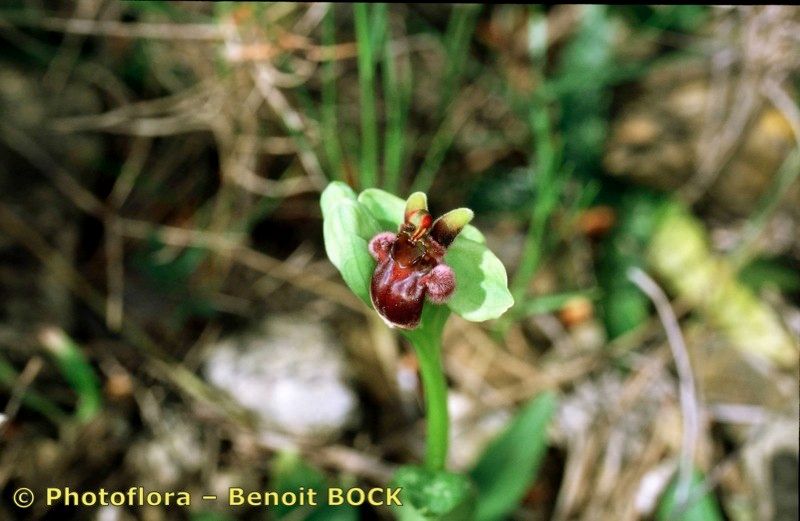 Taken Apr 15, 1998 by Photoflora - Benoit BOCK (©)