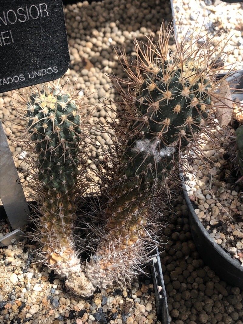 Sclerocactus spinosior (Engelm.) D. Woodruff & L.D. Benson, Desert