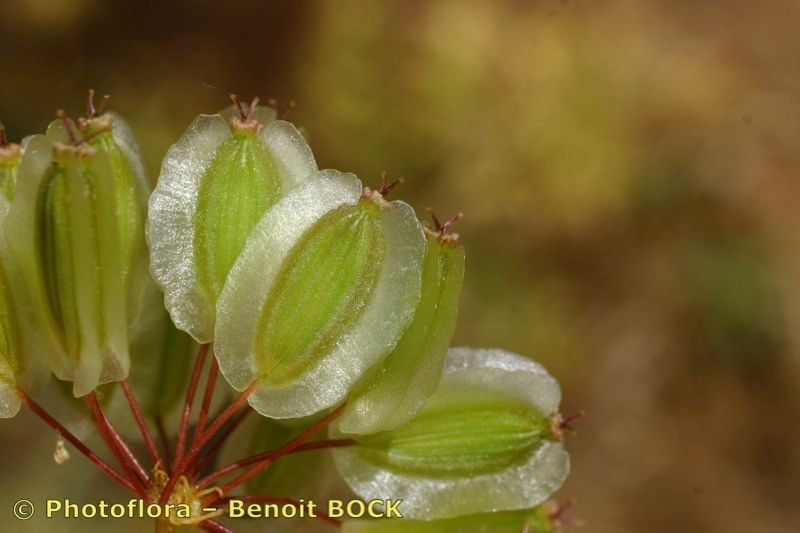 Taken Jul 15, 2006 by Photoflora - Benoit BOCK (©)