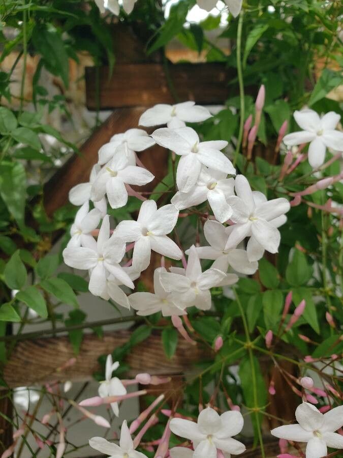 Jasminum polyanthum Franch., Jasmim-dos-poetas (Flora mundial) - Pl@ntNet  identify