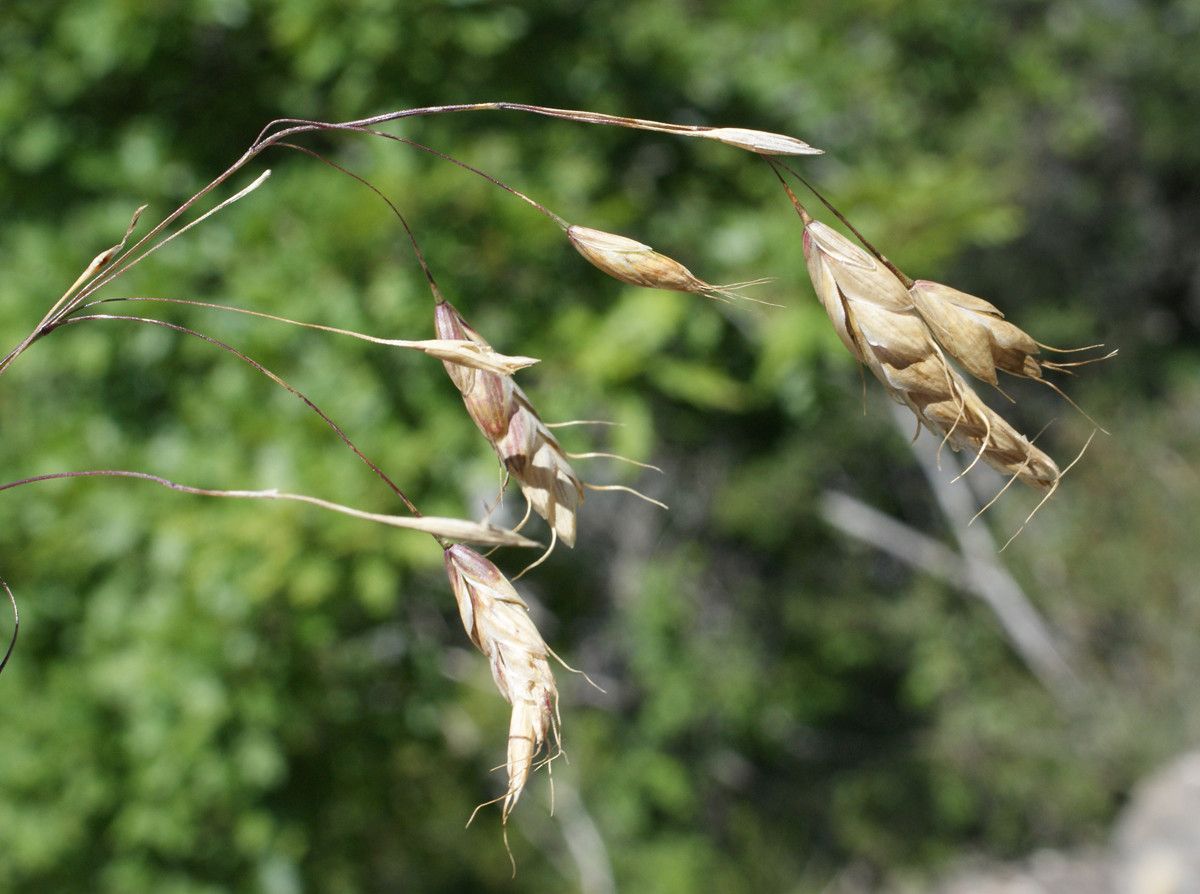 Taken Jul 11, 2014 by Tela Botanica − Liliane Roubaudi (cc-by-sa)