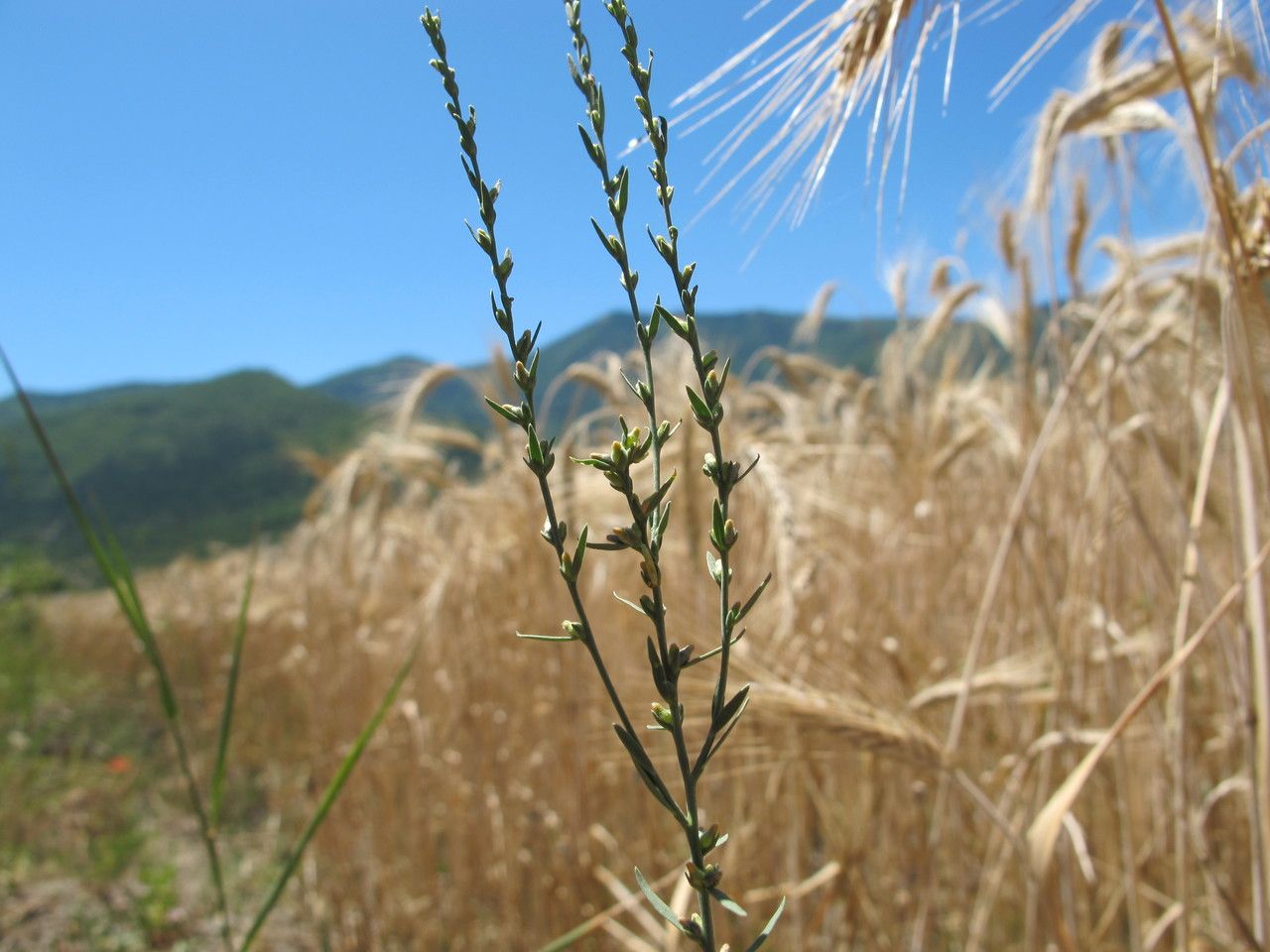 Taken Jul 18, 2010 by Tela Botanica − Hugues TINGUY (cc-by-sa)