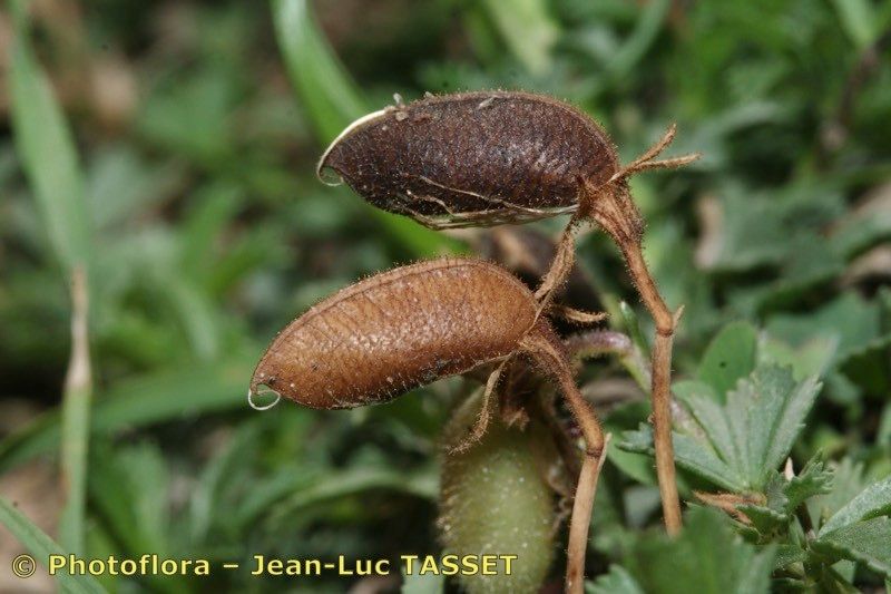 Taken Aug 15, 2007 by Photoflora - Jean-Luc TASSET (©)