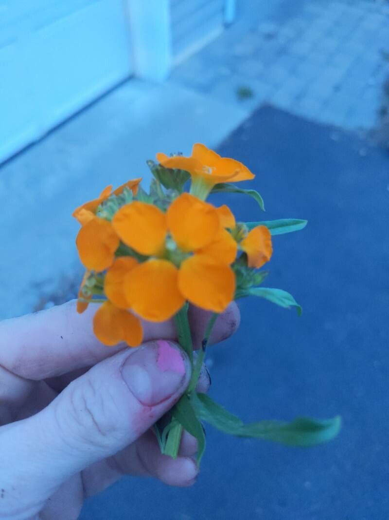 Observación: Erysimum odoratum Ehrh. (Elizabeth Marquez 8 de mai. de 2023)  Flora mundial - Pl@ntNet identify