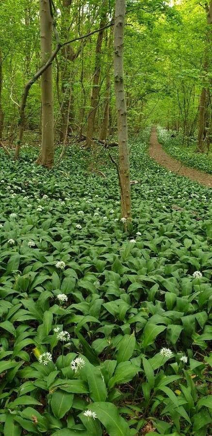 Bear garlic