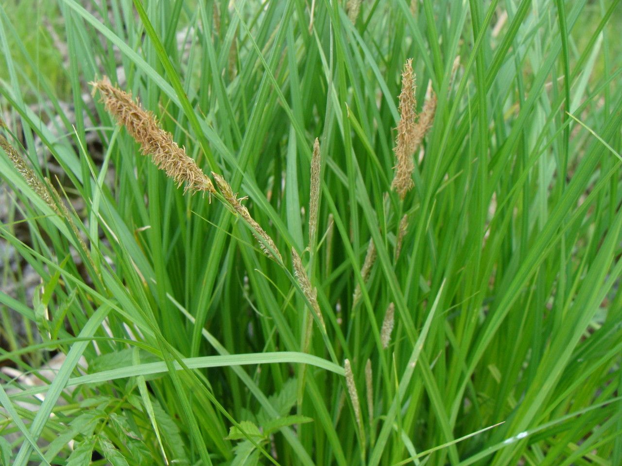 Plant Image 3