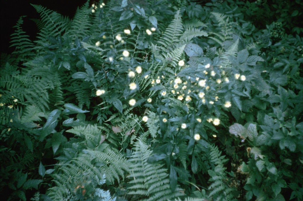 Taken Jan 1, 1900 by EOL − WVU Herbarium (cc-by-nc-sa)