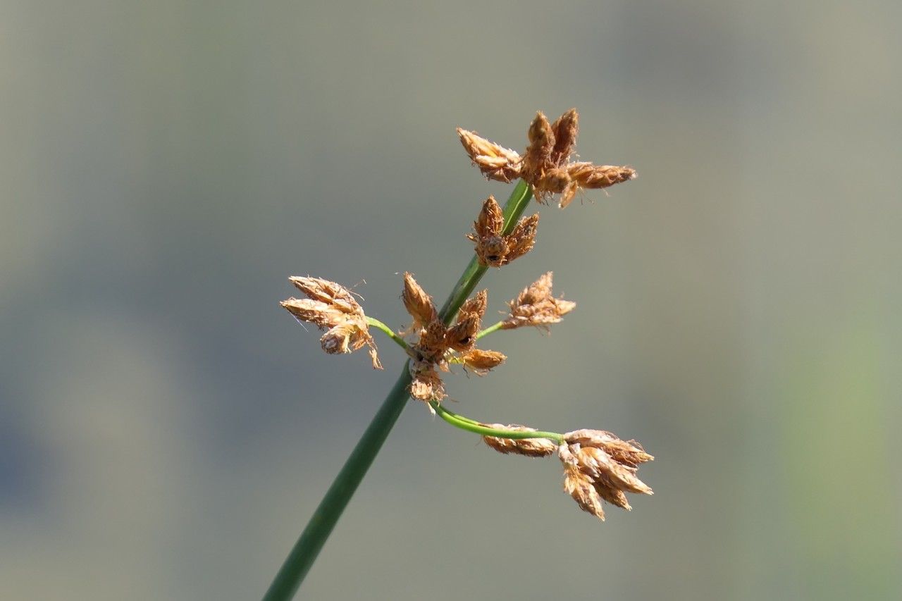 Plant Image 4