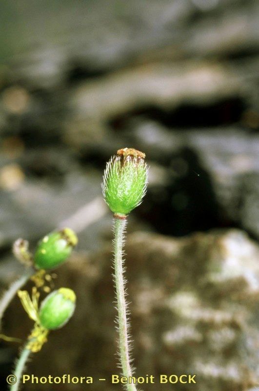 Taken Jul 15, 1998 by Photoflora - Benoit BOCK (©)