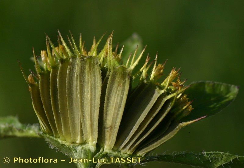 Taken Sep 15, 2004 by Photoflora - Jean-Luc TASSET (©)