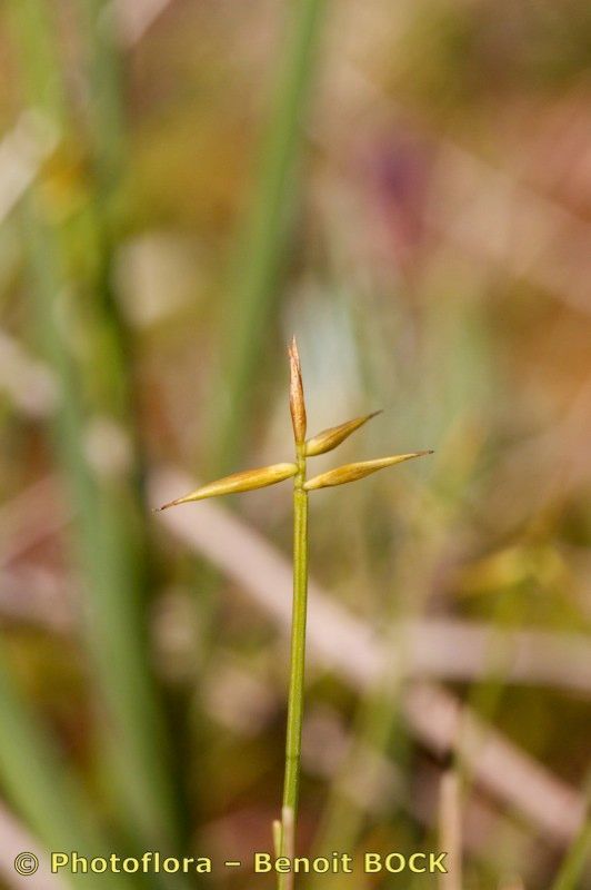 Taken Aug 15, 2010 by Photoflora - Benoit BOCK (©)