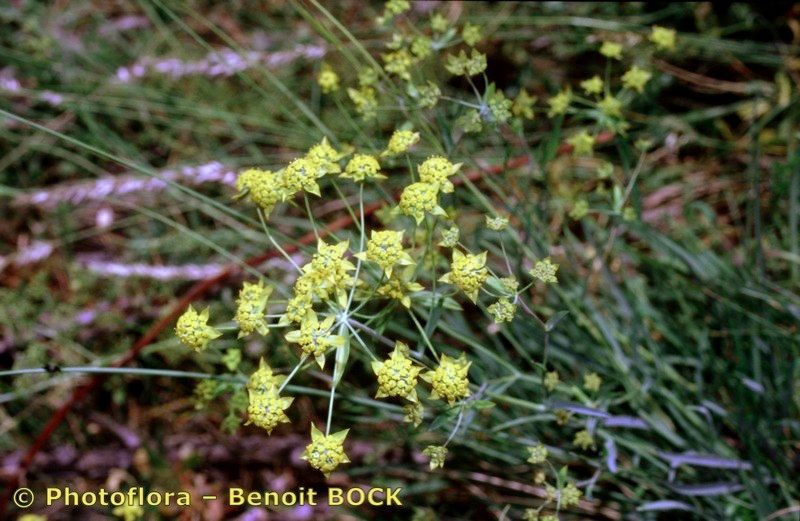 Taken Jul 15, 1997 by Photoflora - Benoit BOCK (©)