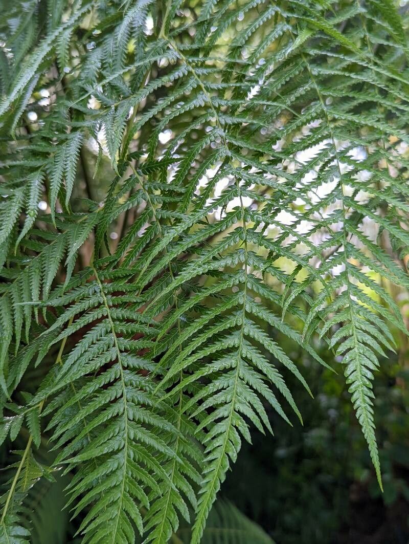 Cibotium cumingii Kunze, Borneo Golden Fern (World flora) - Pl@ntNet ...