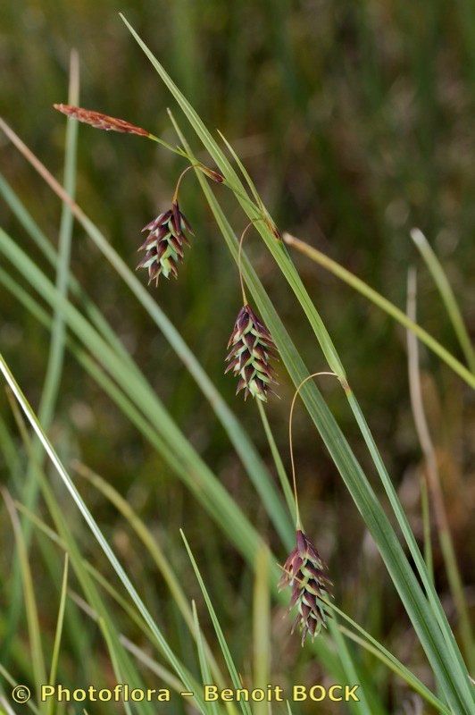 Taken Jul 15, 2010 by Photoflora - Benoit BOCK (©)