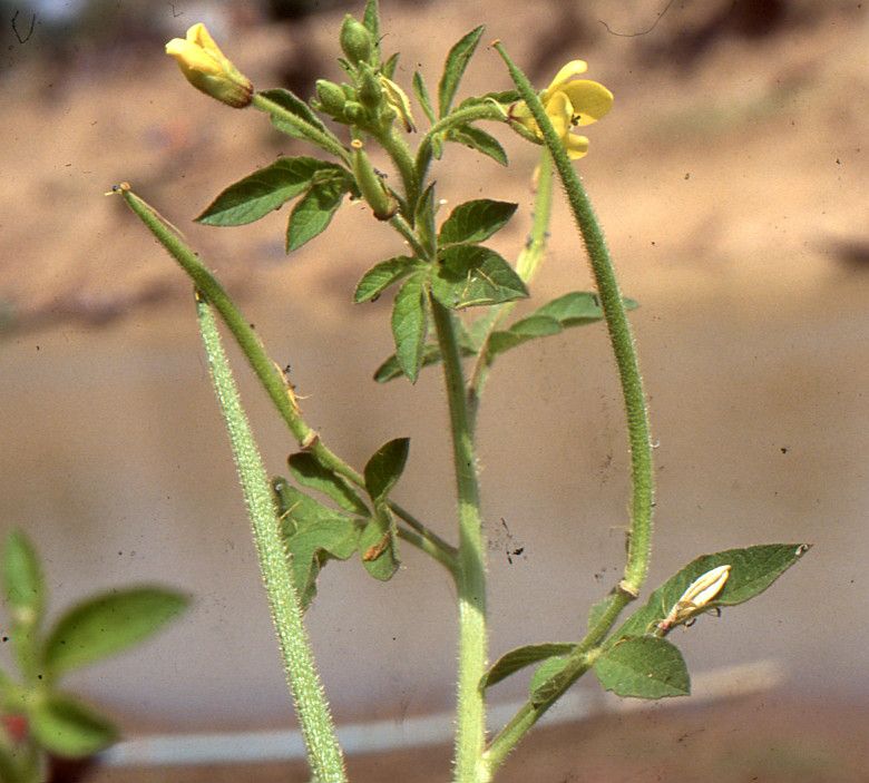 Taken Jan 25, 2001 by Tela Botanica − Liliane Roubaudi (cc-by-sa)