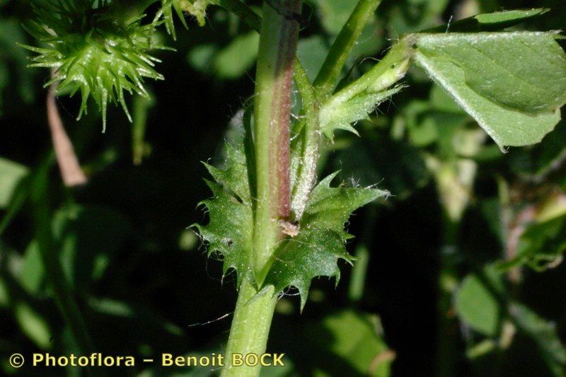 Taken Apr 15, 2004 by Photoflora - Benoit BOCK (©)