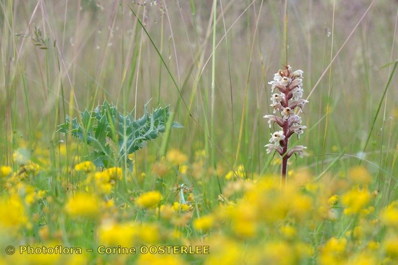 Taken Aug 15, 2018 by Photoflora - Corine OOSTERLEE (©)