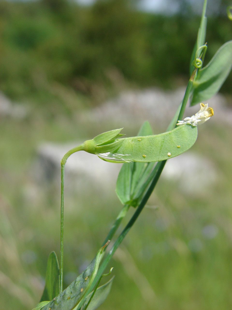 Taken May 18, 2012 by Tela Botanica − Paul FABRE (cc-by-sa)